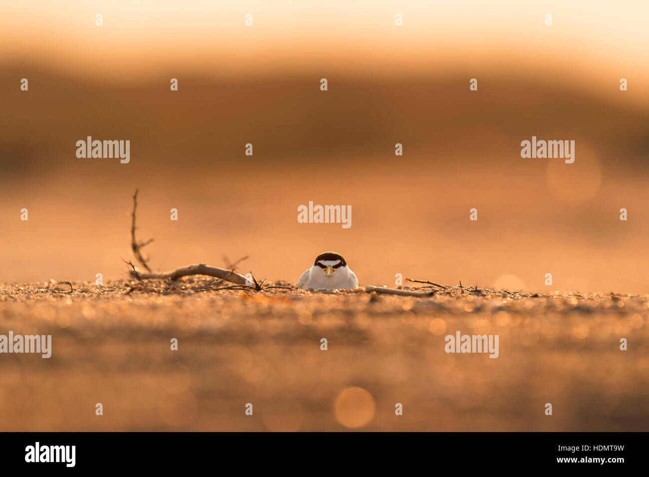 An endangered Least Tern settles in on her nest on a sandy beach as the sun rises behind her. Stock Photo
