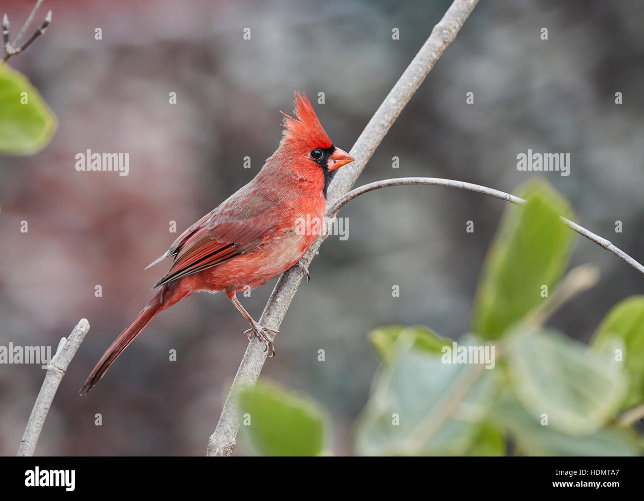 Indiana State Bird Images – Browse 11 Stock Photos, Vectors, and Video