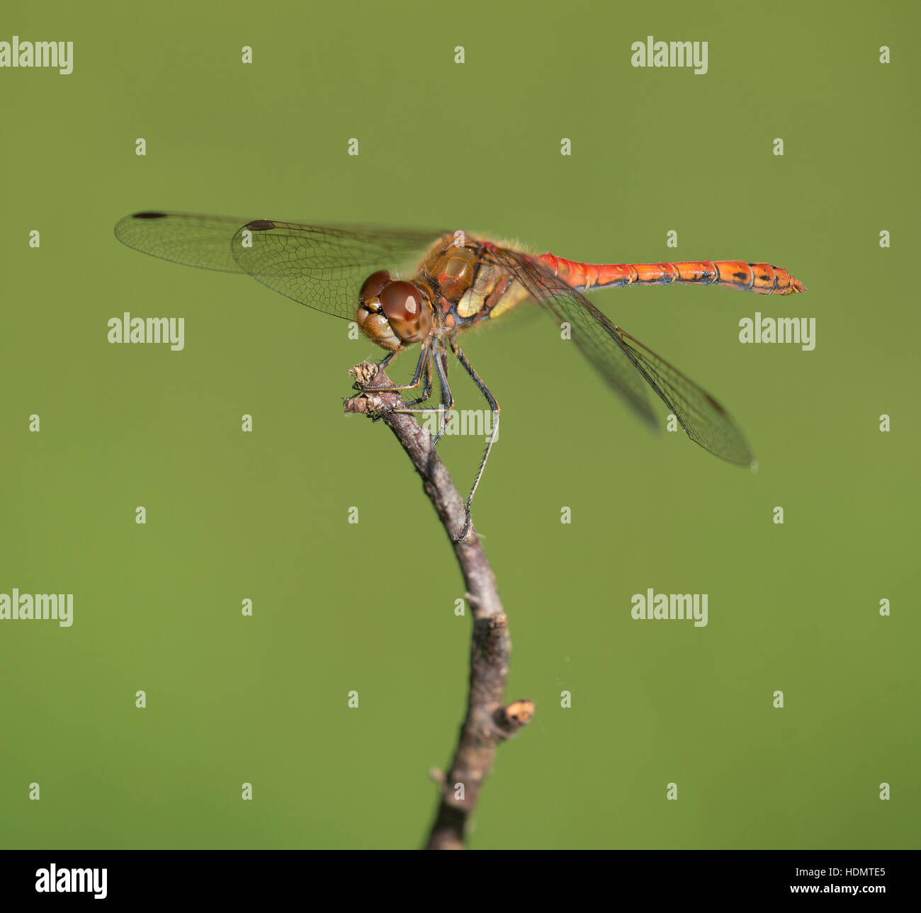 A Common Darter at Rushbush Pond in the New Forest. Stock Photo