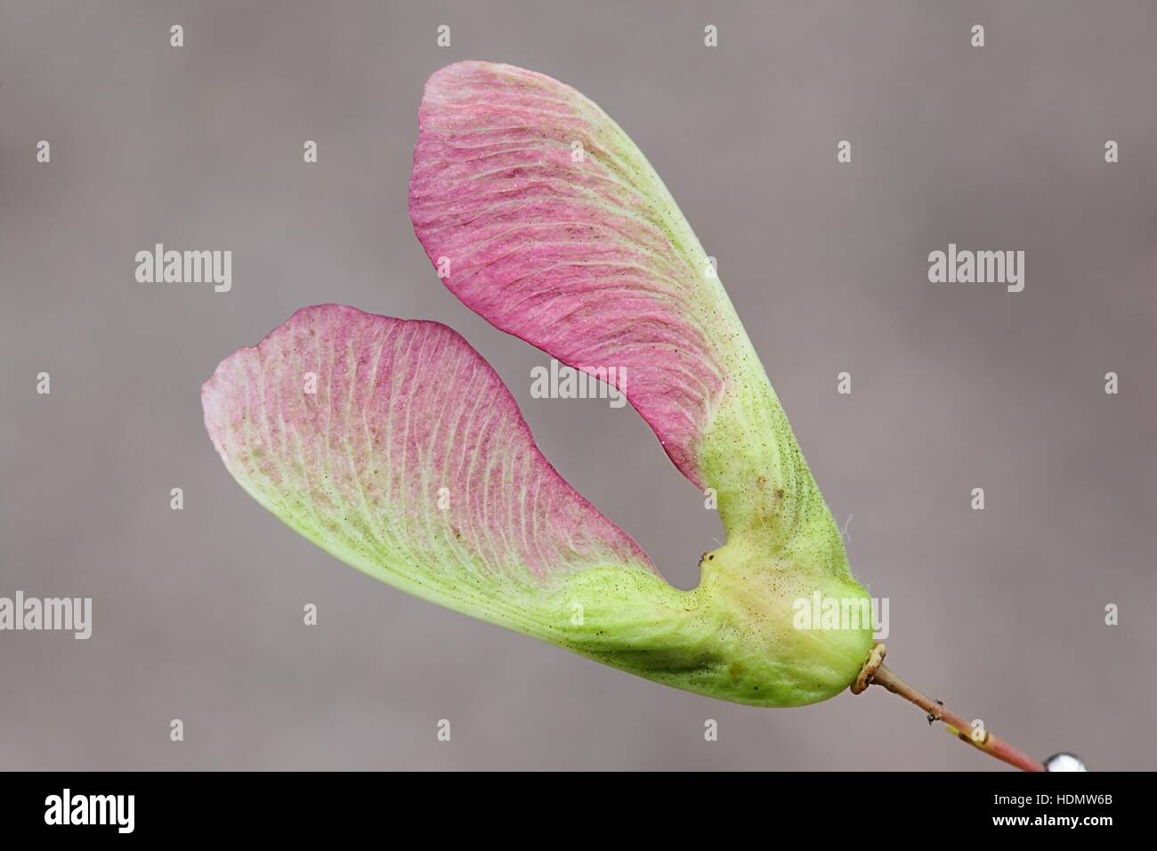 Seed of Amur maple, Acer ginnala Stock Photo