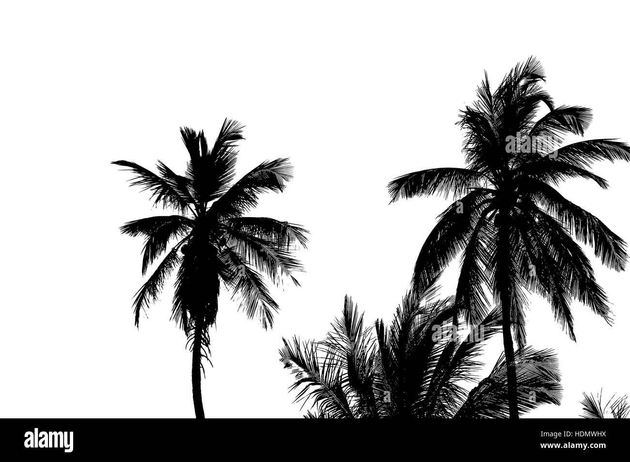 Palm Tree Silhouettes Photograph Stock Photo Alamy