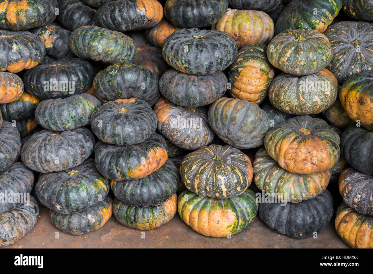 Green pumpkin vegetable of agriculture harvesting Stock Photo - Alamy