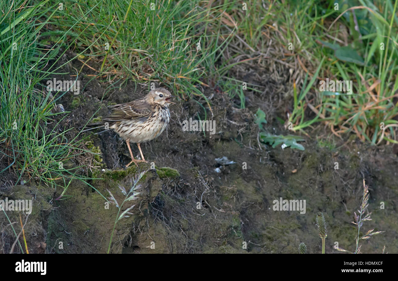 Meadow Pipit - Anthus pratensis in song. Summer. Uk Stock Photo