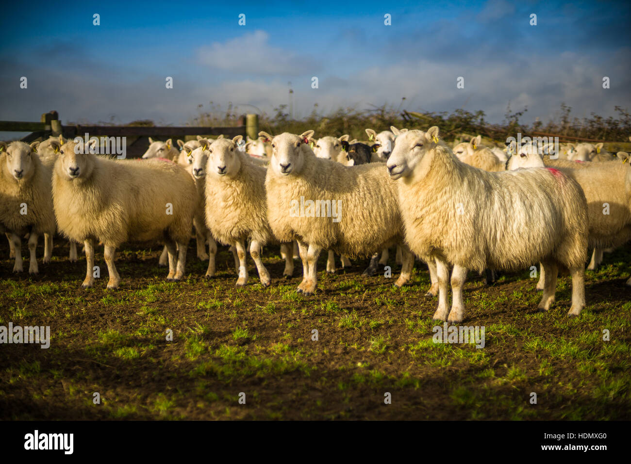 A flock of sheep wait nervously in a pen as the farmer prepares to inspect them. Stock Photo