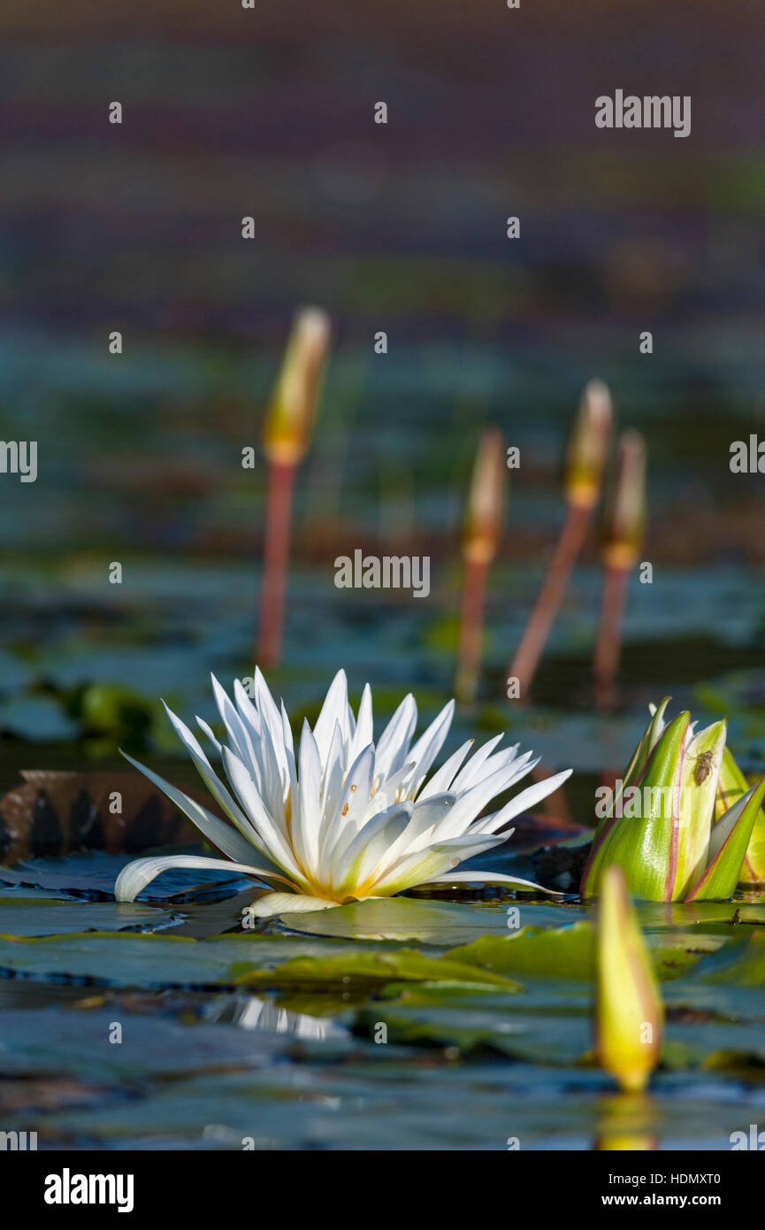 White water lilly flower open close reflection dam Stock Photo - Alamy