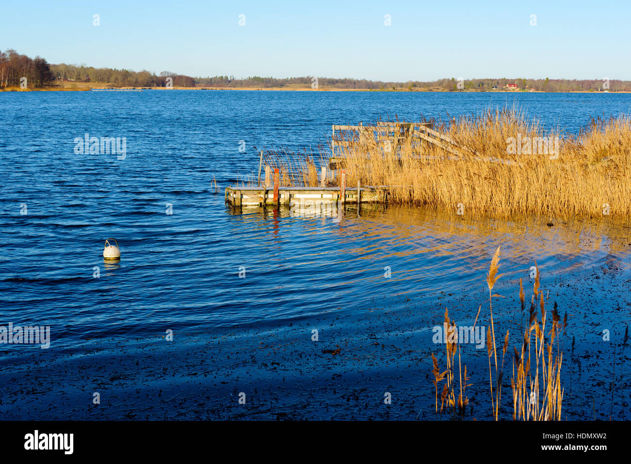 Homemade floating pier surrounded by reed on fine winter day in the ...