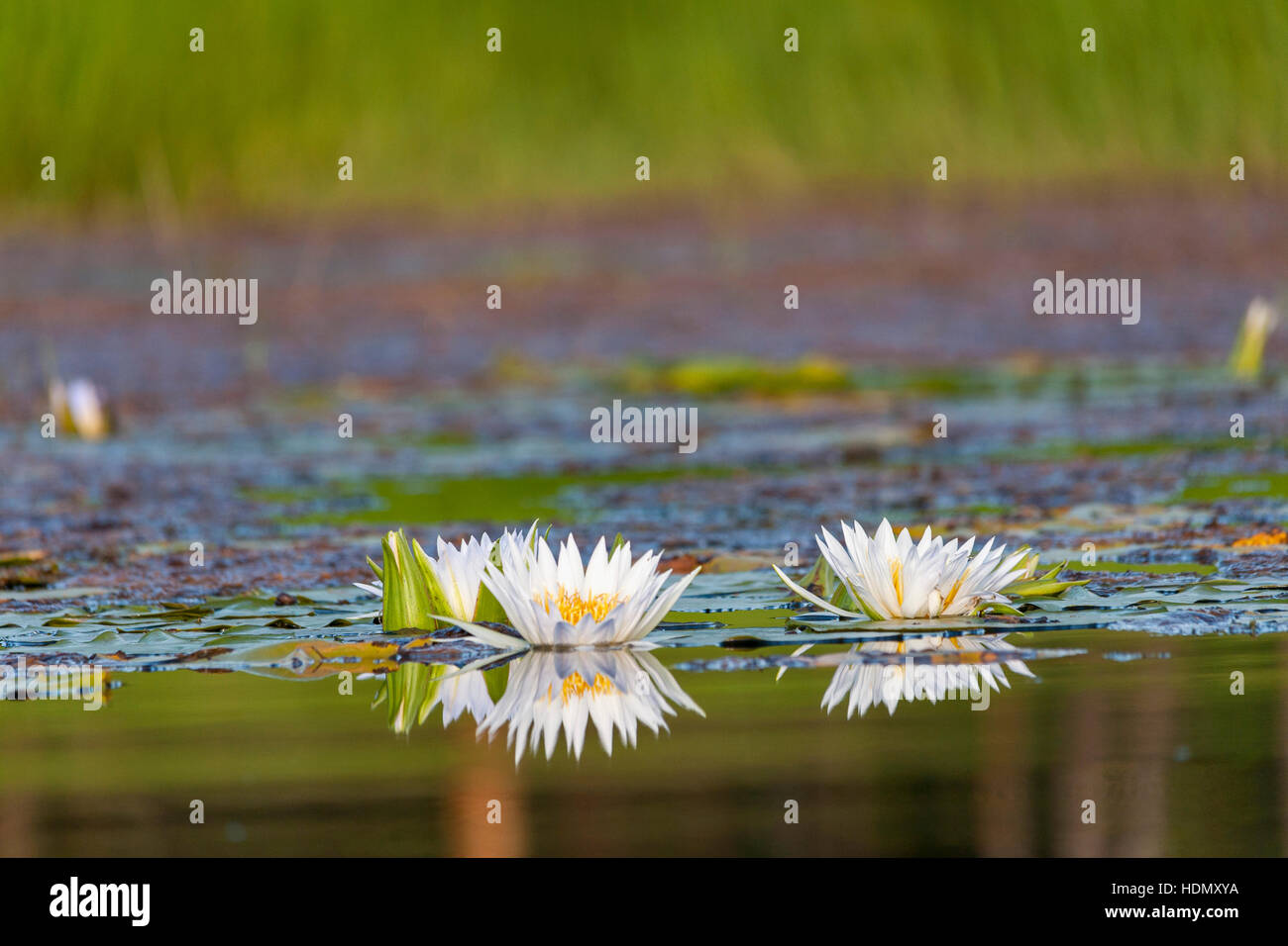 White Water Lilly Flower Open Close Reflection Dam Stock Photo - Alamy