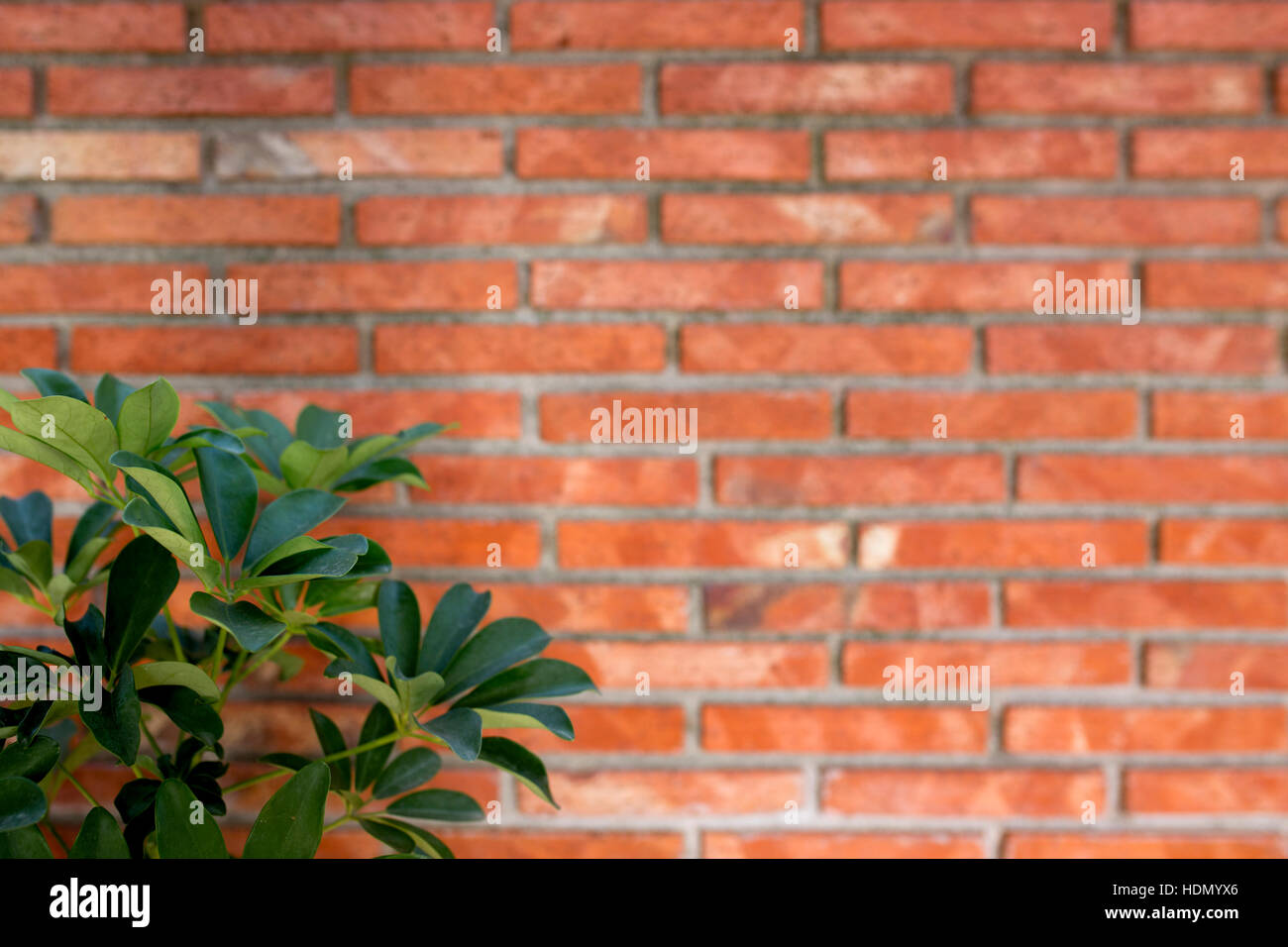 Green mediterranean plant, blurred brick wall in background Stock Photo -  Alamy