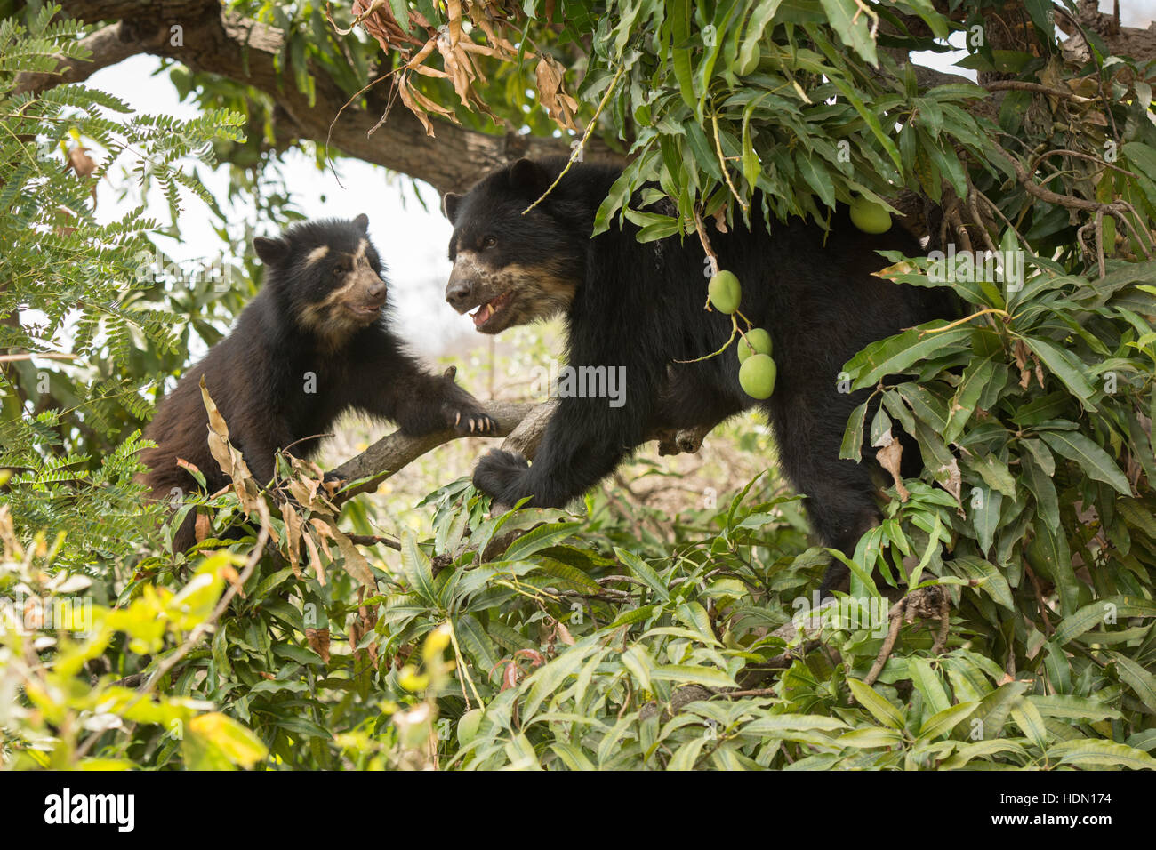 Two Peruvian Spectacled Bears or Andean Bears (Tremarctos ornatus) in a mango tree at Chaparri Reserve in northern Peru Stock Photo
