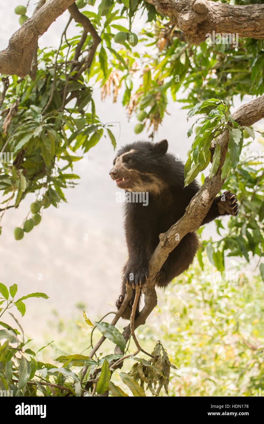 Peruvian Spectacled Bear or Andean Bear (Tremarctos ornatus) shows climbing ability on thin branch in tree in northern Peru Stock Photo