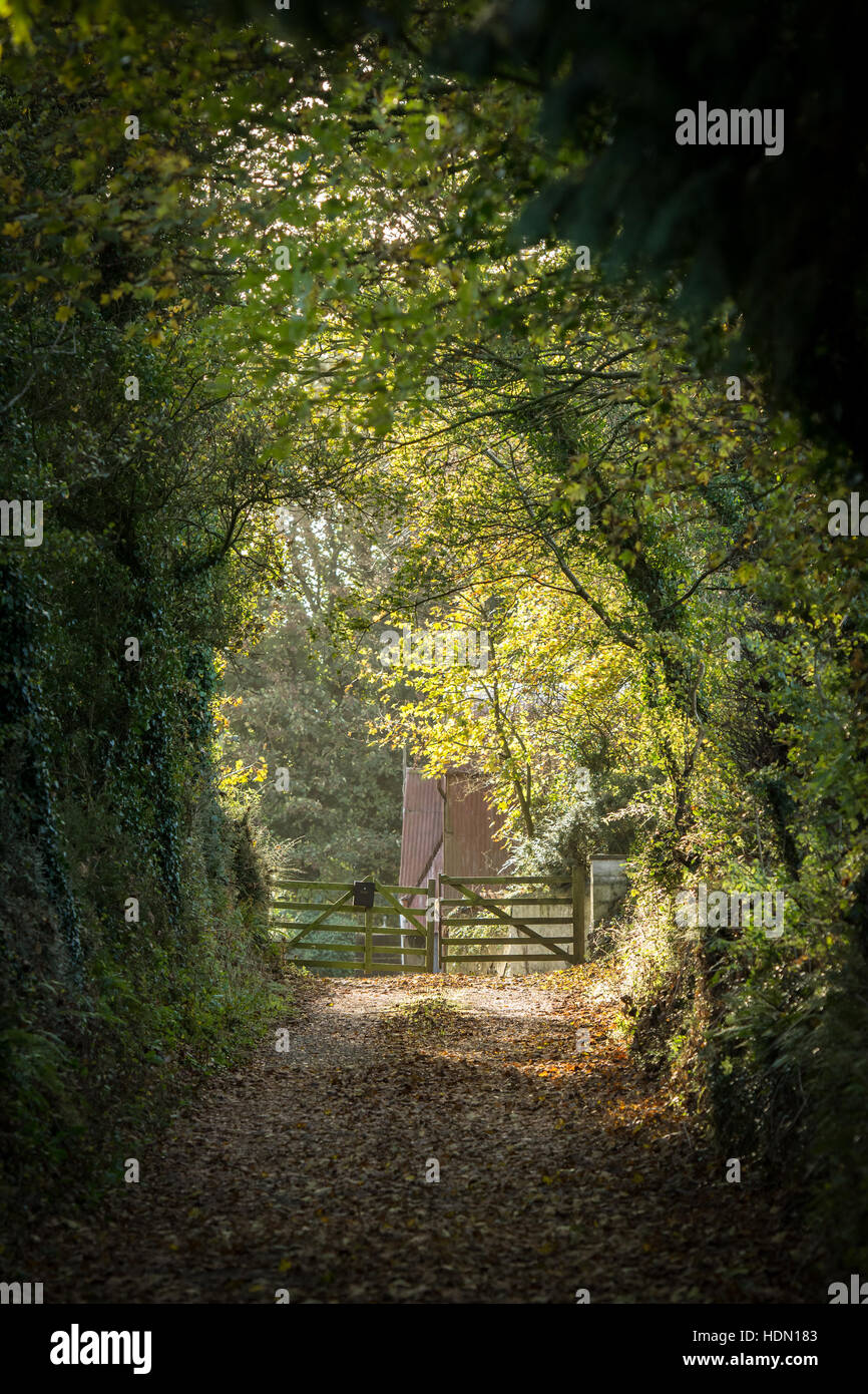 Country lane with wooden farm gates at the end in autumn with sunlight