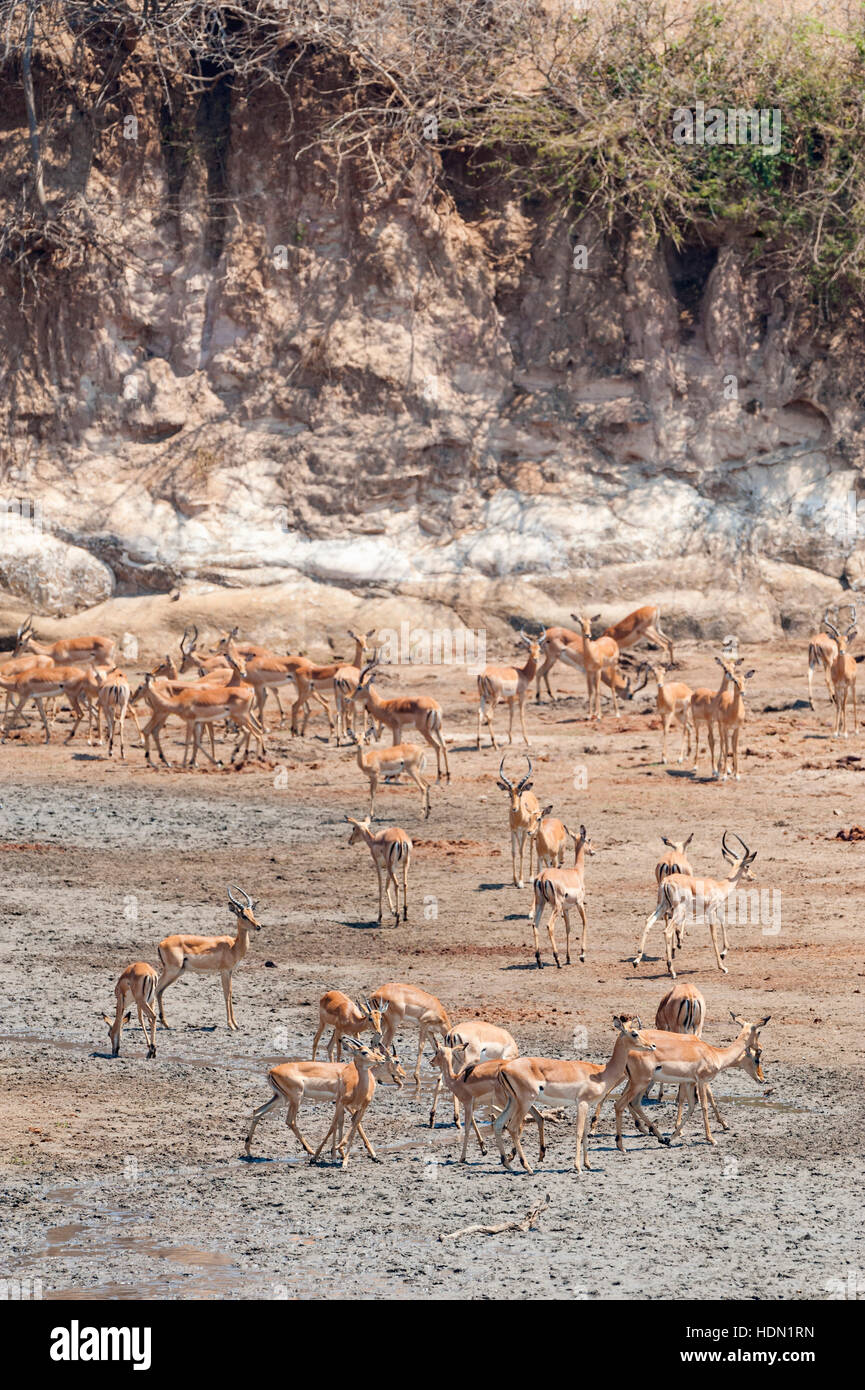 Impala drinking Chitake Spring Mana Pools Zimbabwe Stock Photo Alamy