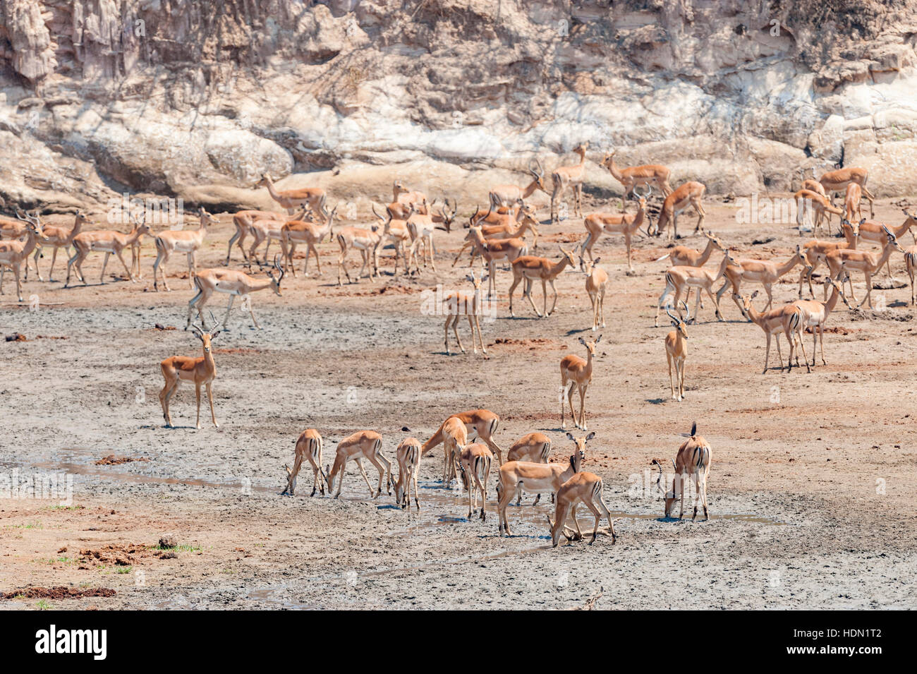 Impala drinking Chitake Spring Mana Pools Zimbabwe Stock Photo Alamy