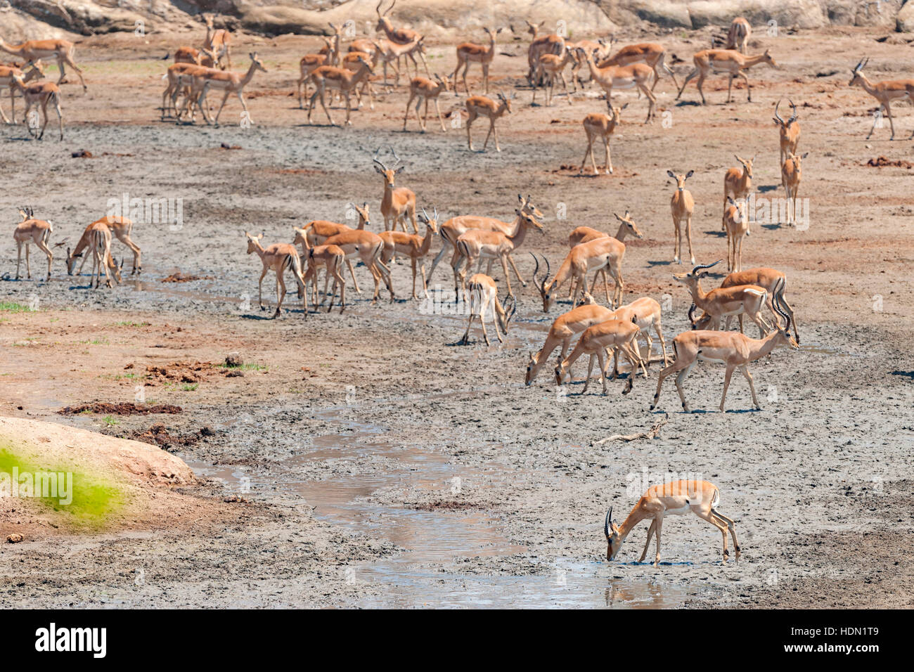Impala drinking Chitake Spring Mana Pools Zimbabwe Stock Photo Alamy