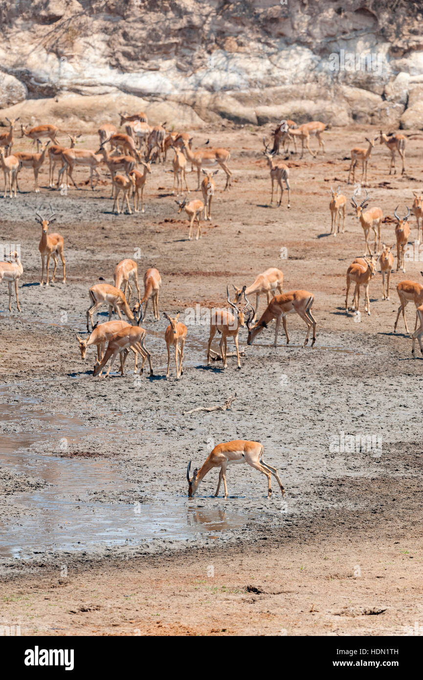 Impala drinking Chitake Spring Mana Pools Zimbabwe Stock Photo Alamy