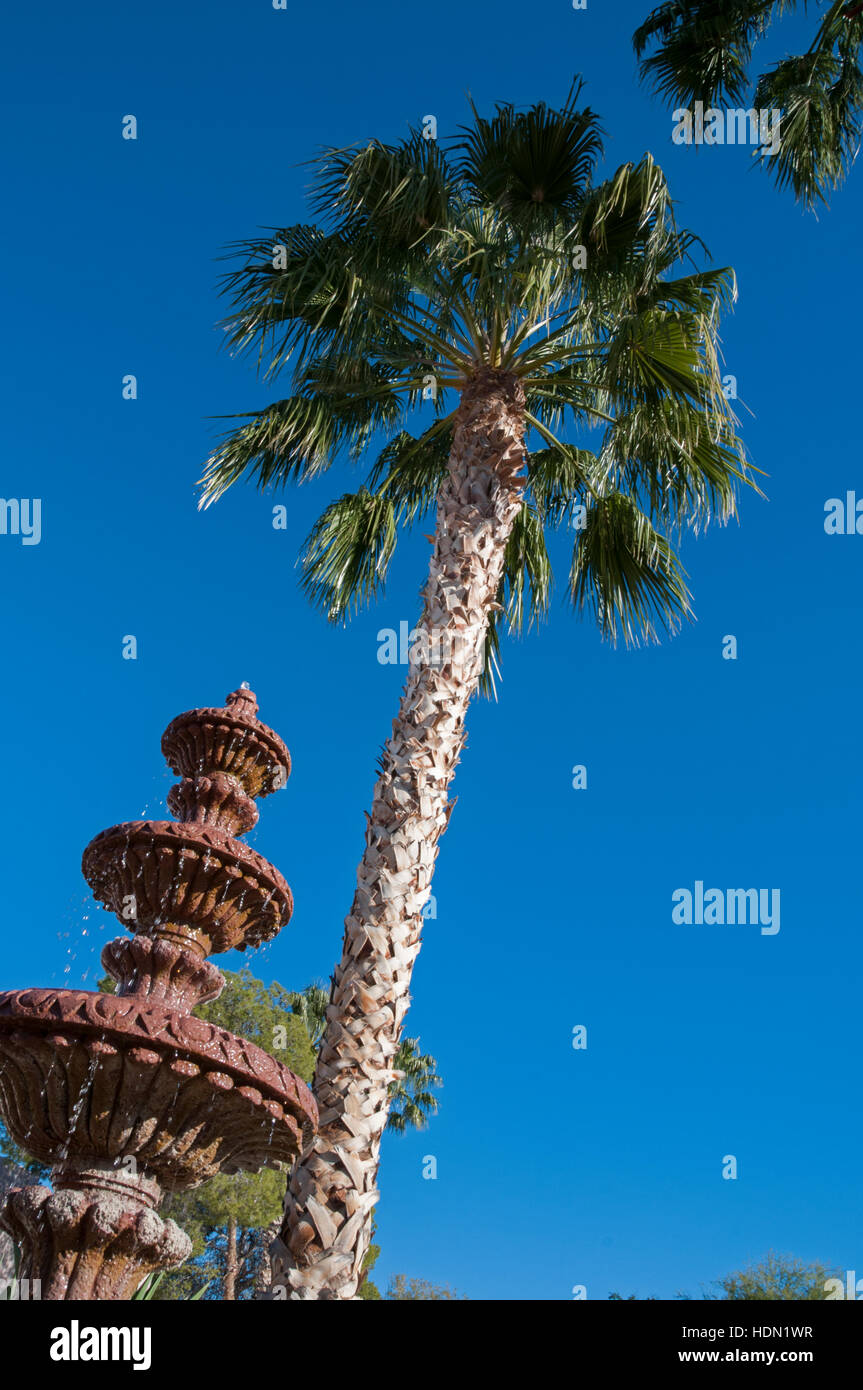Palm tree fountain Stock Photo