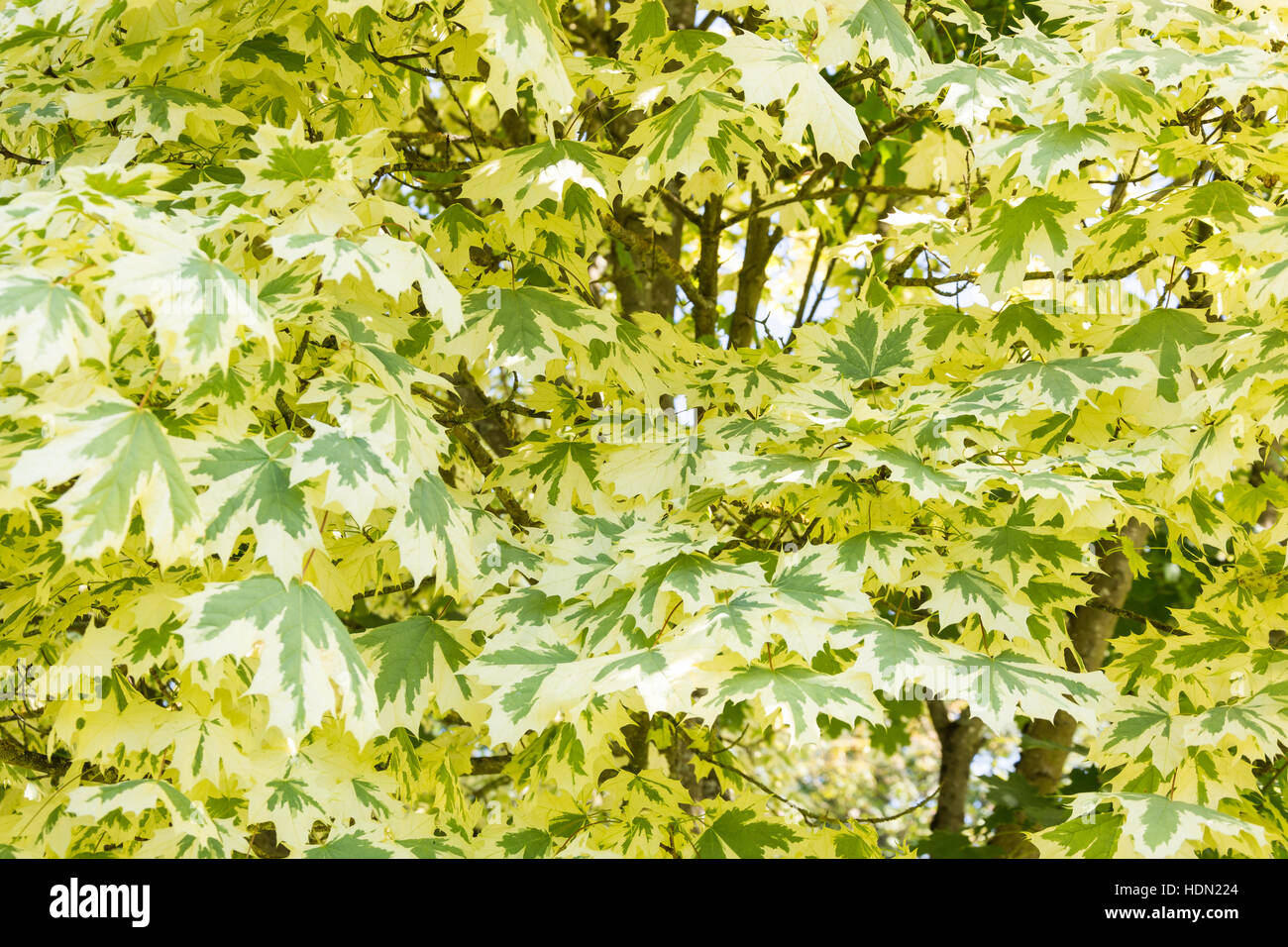 Variegated leaves on maple tree, Virginia Water, Surrey, England, United Kingdom Stock Photo