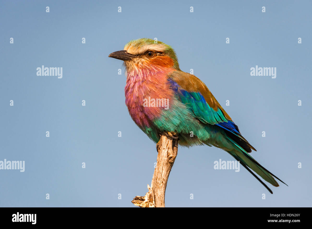 Lilac breasted roller Zimbabwe blue sky close sit Stock Photo - Alamy