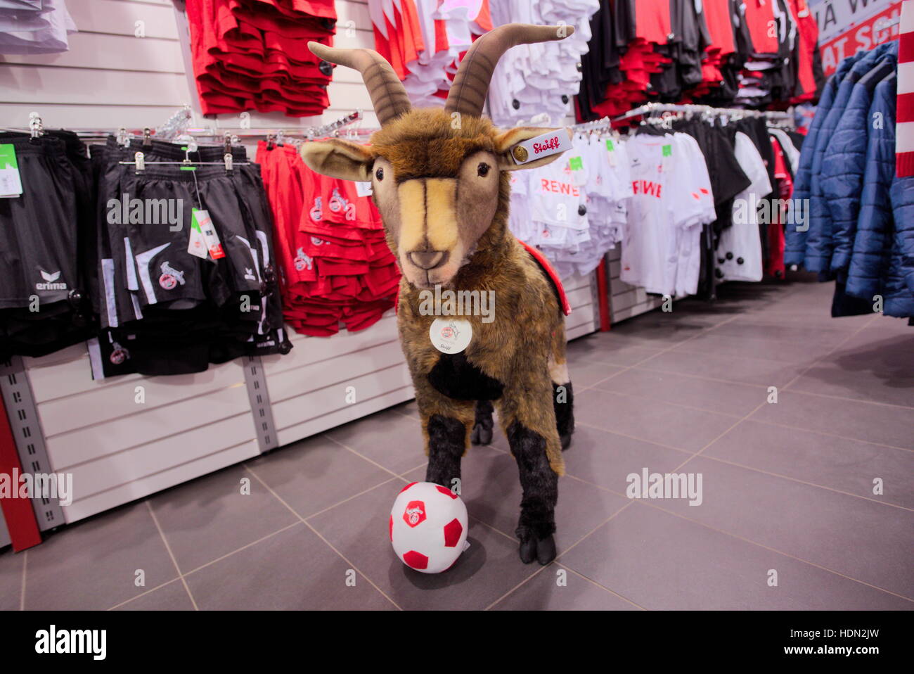 Cologne, Germany. 7th Dec, 2016. The club mascot of 1. FC Cologne, the billy goat Hennes VIII, can be bought as a life-sized plush toy for 1,948 Euro at the fan shop of the Bundesliga soccer club in Cologne, Germany, 7 December 2016. Photo: Henning Kaiser/dpa/Alamy Live News Stock Photo