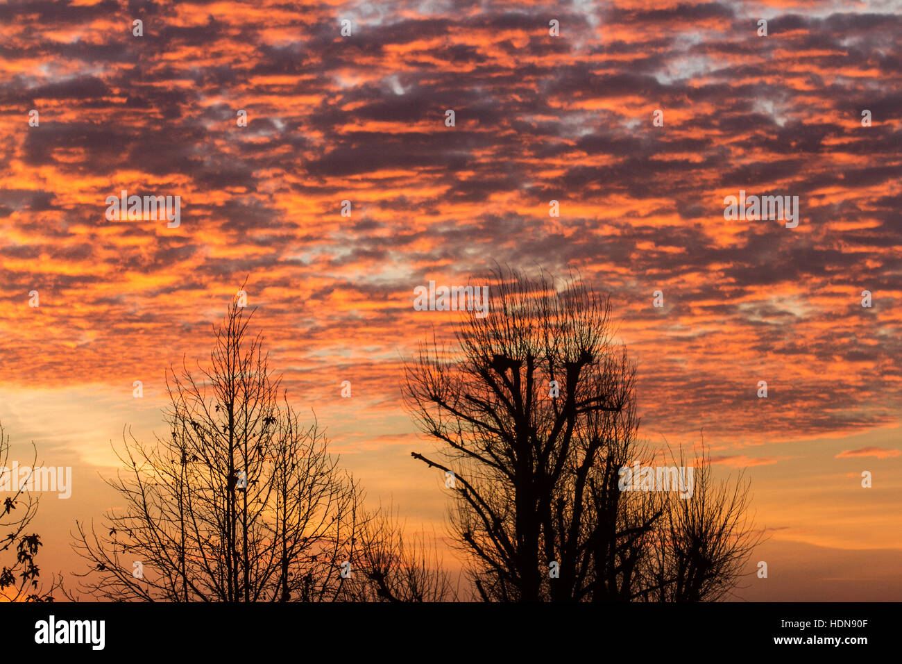 Wimbledon, London, UK. 14th Dec, 2016. The silhouetted shape of trees in Wimbledon during a firesky sunrise creating stunning colours Credit:  amer ghazzal/Alamy Live News Stock Photo