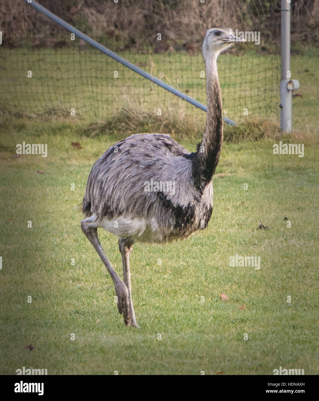 Essex, UK. 14th Dec, 2016. RITA, a 3 year old rhea escaped from her pen after being chased by a dog and is now on the run in the Stock Photo