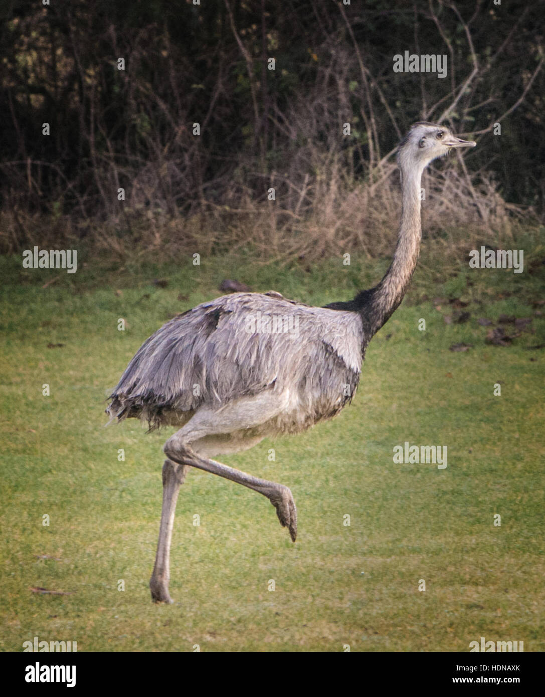 Essex, UK. 14th Dec, 2016. RITA, a 3 year old rhea escaped from her pen after being chased by a dog and is now on the run in the Stock Photo