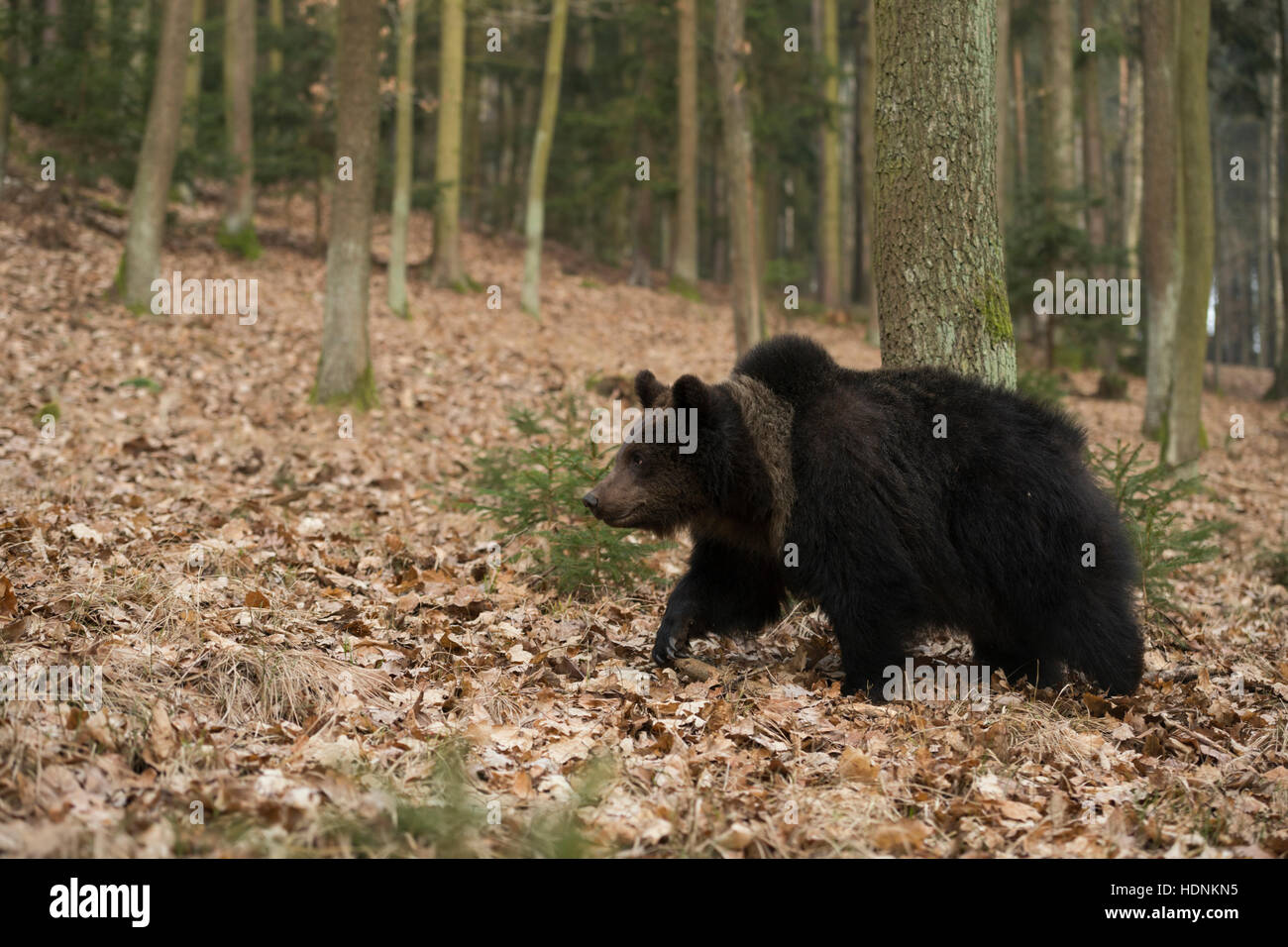 European Brown Bear / Braunbaer ( Ursus arctos ), young, walking / roaming through a forest, exploring its surrounding. Stock Photo