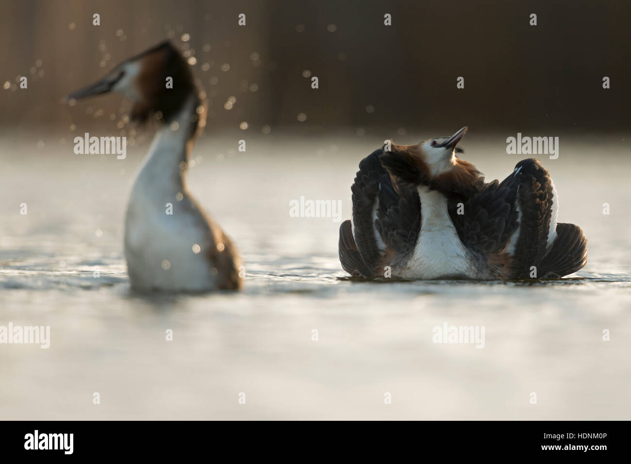 Great Crested Grebes ( Podiceps cristatus ) courting couple, emerging from diving, rearing out of the water, cat display. Stock Photo