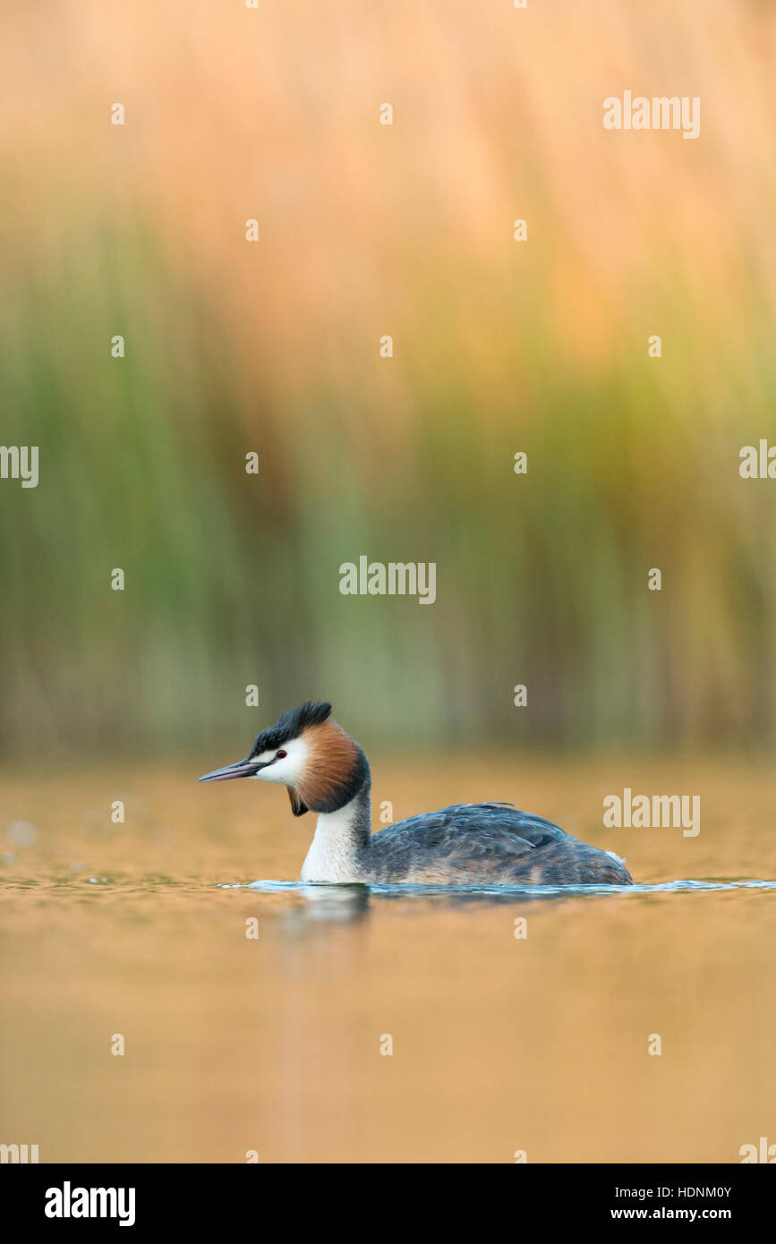 Great Crested Grebe / Haubentaucher ( Podiceps cristatus ) in breeding dress, swimming in colorful vernal light, spring atmosphere. Stock Photo