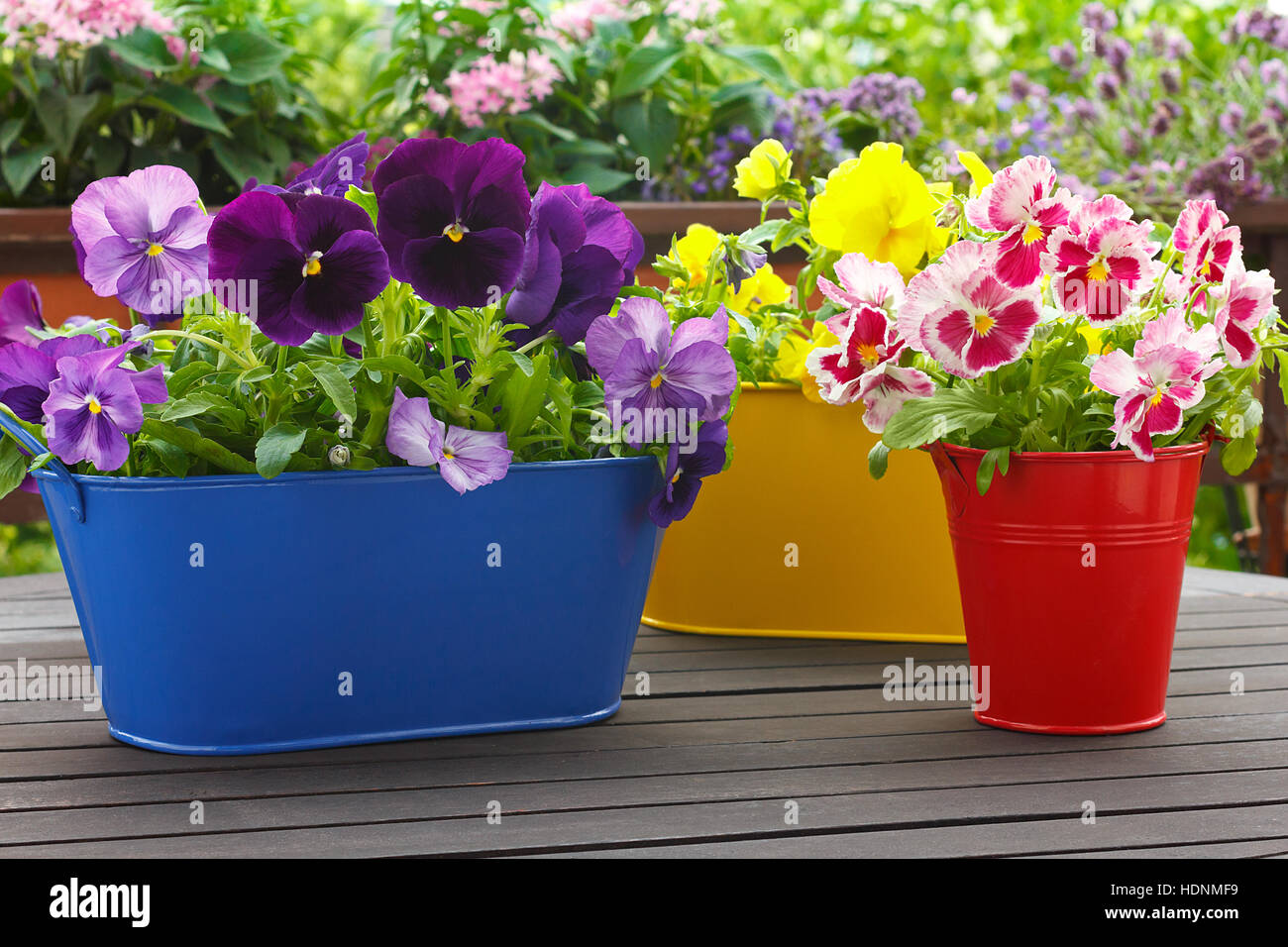 Purple, blue, red and yellow pansy flowers in 3 corresponding pots on a balcony table, copyspace, green background Stock Photo