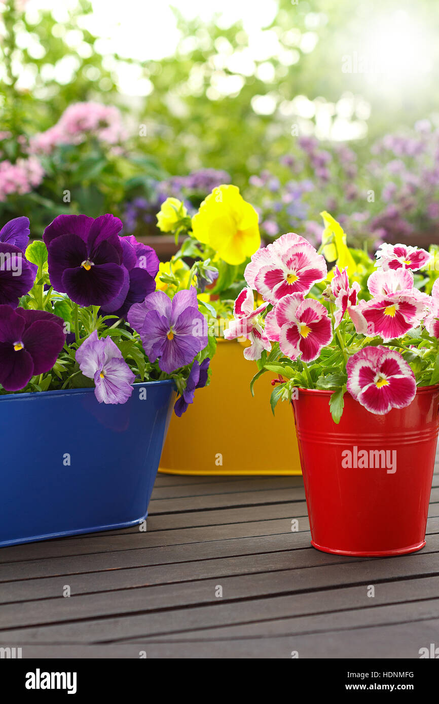 Colorful pansy flower plants in corresponding pots on a balcony table in the morning sun, copy or text space, blurry background Stock Photo
