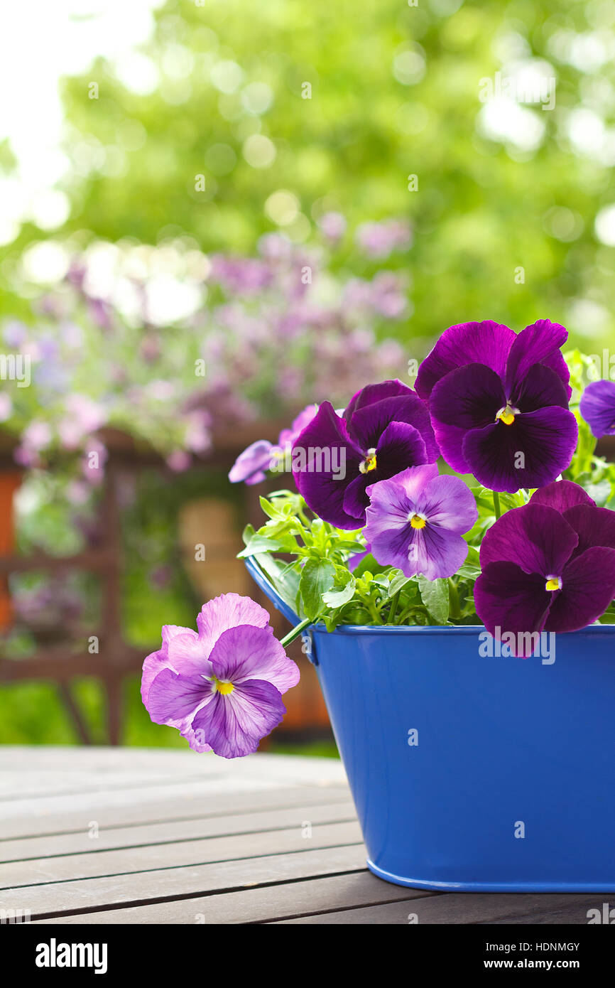 Purple pansy flowers, viola wittrockiana, in a blue pot on a balcony table, copy or text space, blurred background Stock Photo