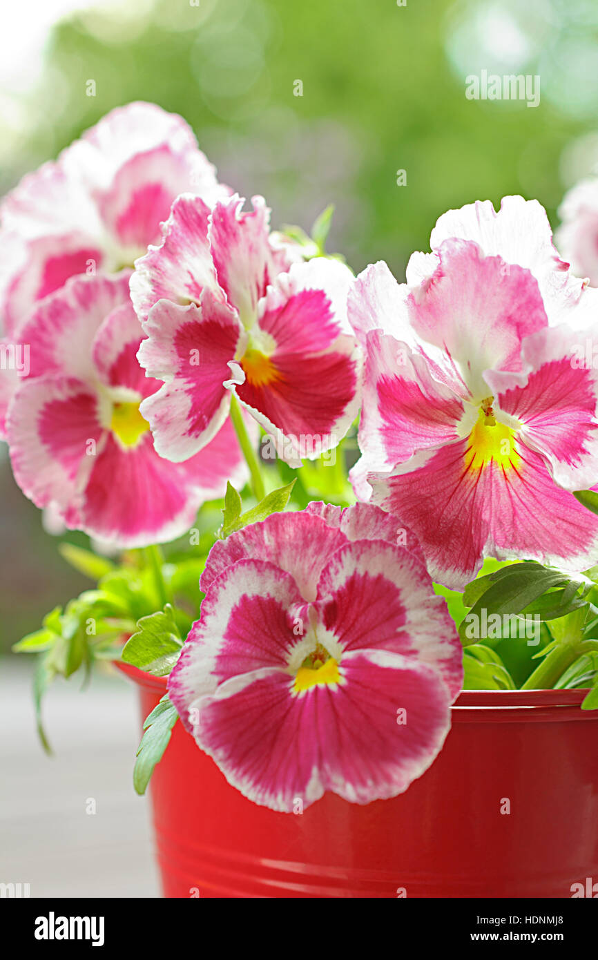 Red pansy flowers, viola wittrockiana, in a red pot, close up, copy or