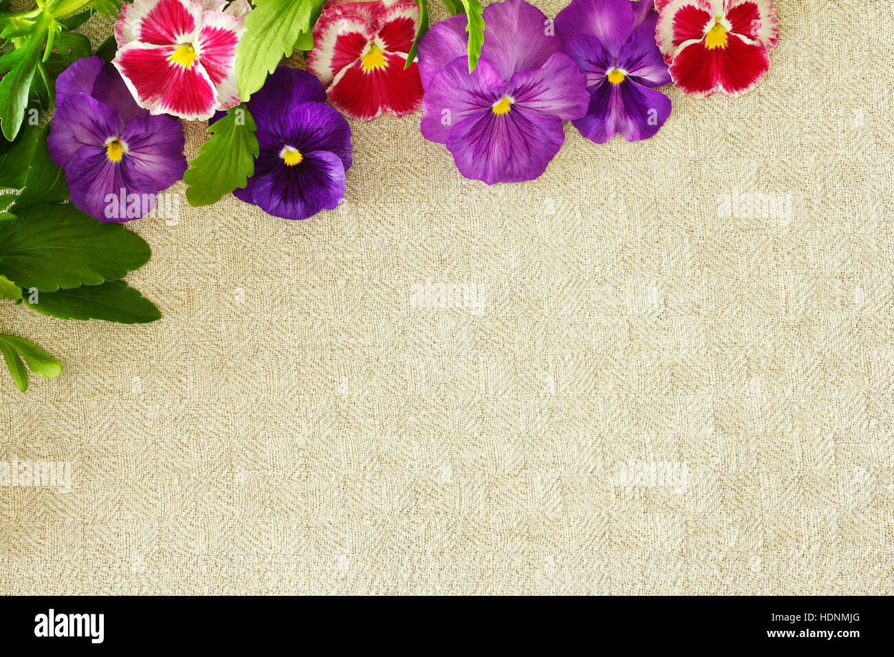 Border of purple and red pansy flowers with leaves on vintage beige linen background, copy or text space, template Stock Photo