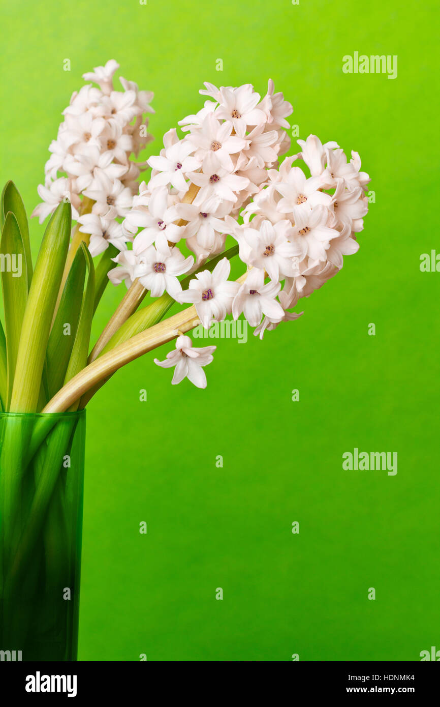 Still life of three light pink hyacinth flowers in a glass vase on vivid green background, copy or text space Stock Photo
