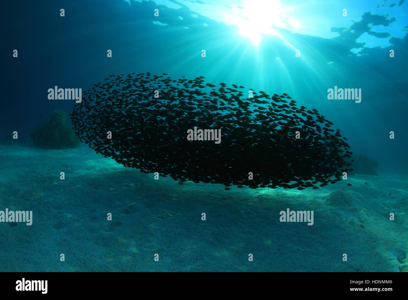 Shoal of black surgeonfish in the tropical coral reef Stock Photo
