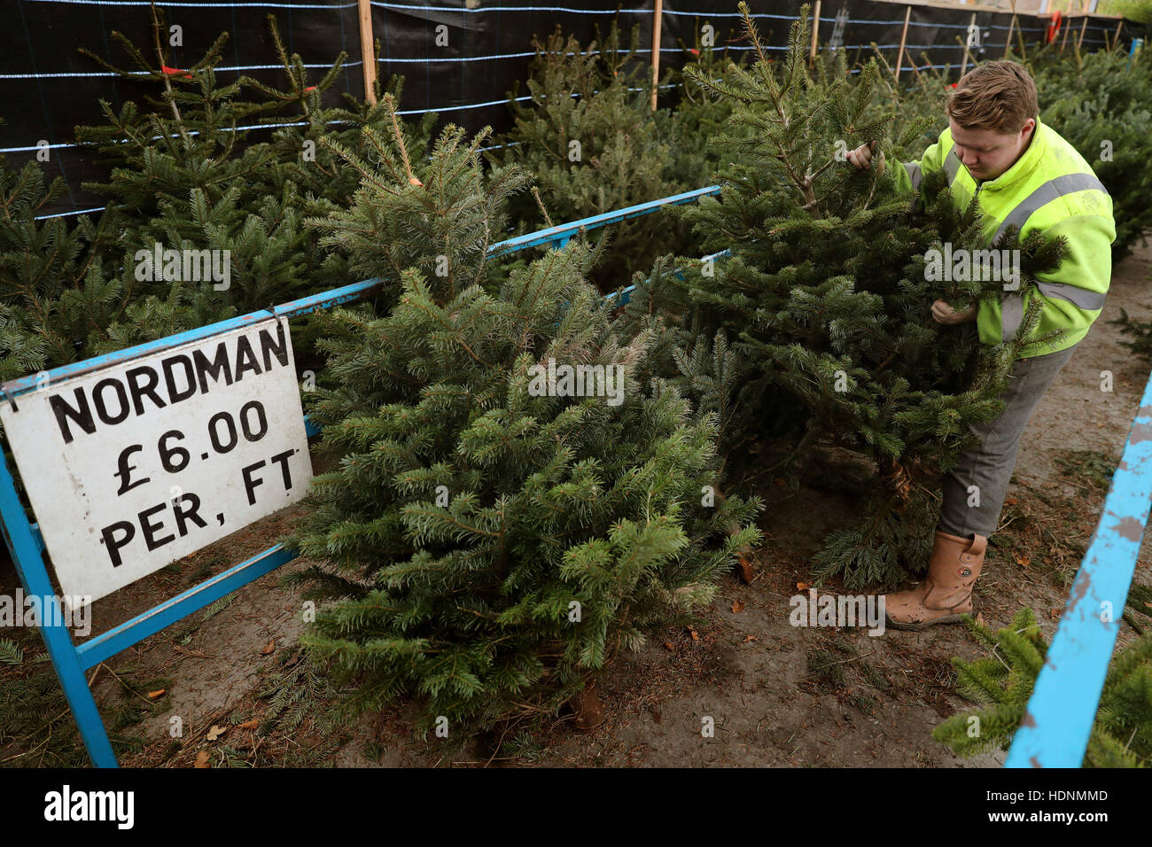 Xmas blair tree hires stock photography and images Alamy