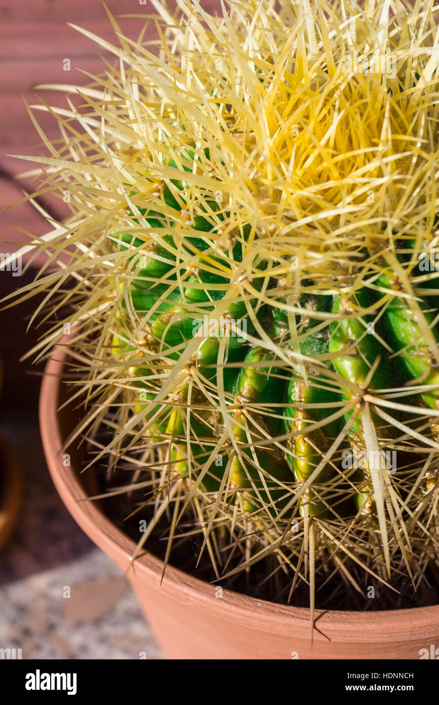 Cactus thorns. Close up thorns of cactus. Cactus Background. Shallow depth of field. Stock Photo