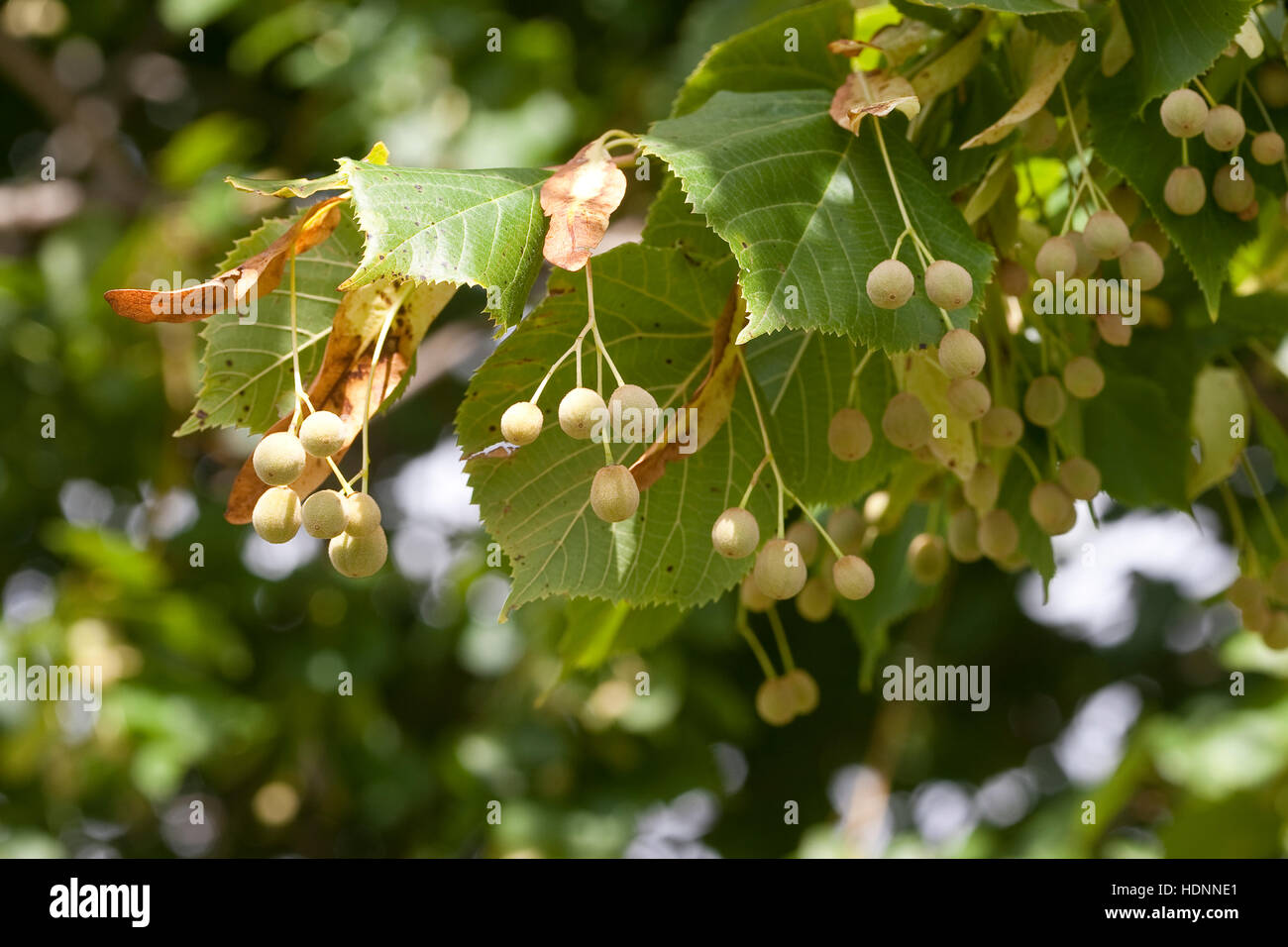 Sommer-Linde, Sommellinde, Sommer - Linde, Tilia platyphyllos, Früchte, Samen, Large Leave Lime Stock Photo