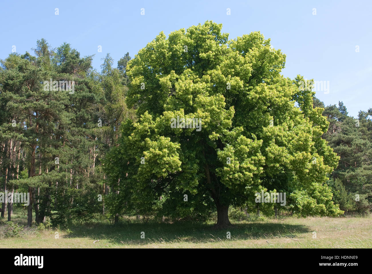 Sommer-Linde, Sommerlinde, Linde, Tilia platyphyllos, Large Leaved Lime Stock Photo