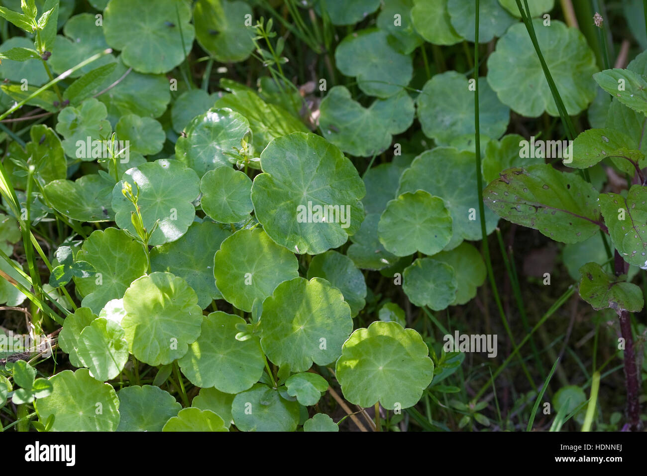 Gewöhnlicher Wassernabel, Hydrocotyle vulgaris, Marsh Pennywort Stock Photo