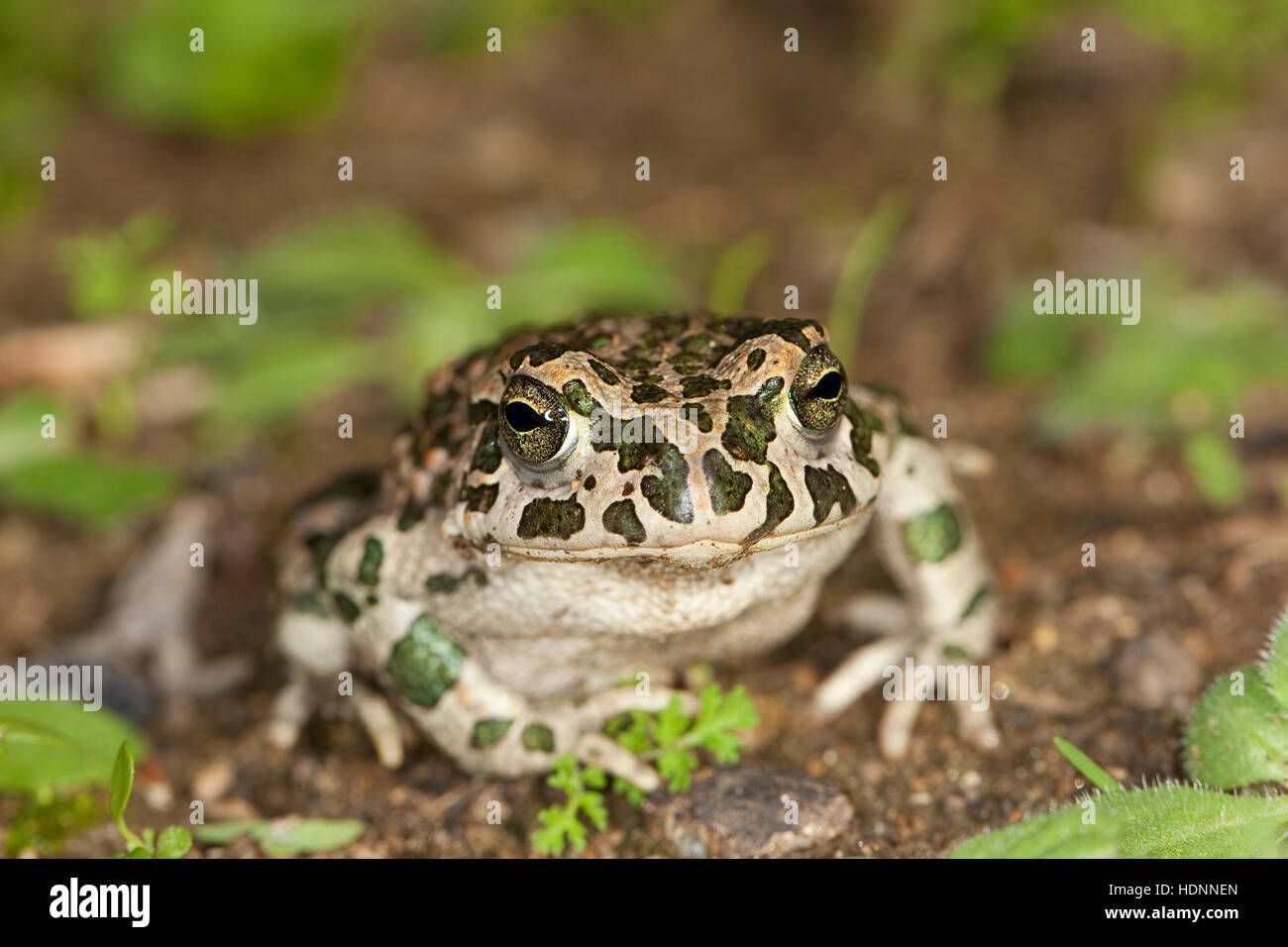 Wechselkröte, Wechsel-Kröte, Grüne Kröte, Bufo viridis, green toad Stock Photo