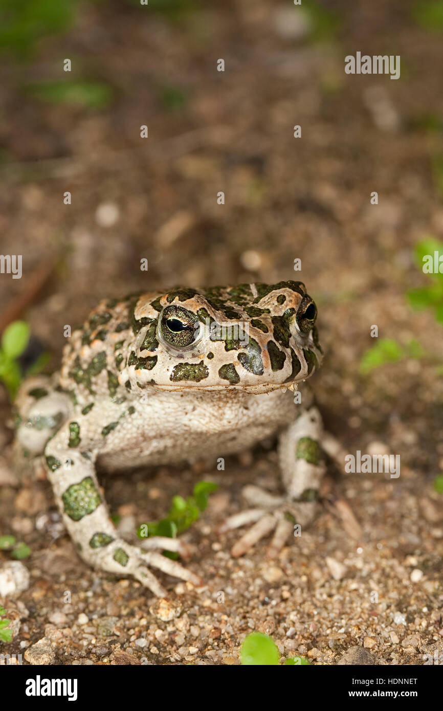 Wechselkröte, Wechsel-Kröte, Grüne Kröte, Bufo viridis, green toad Stock Photo