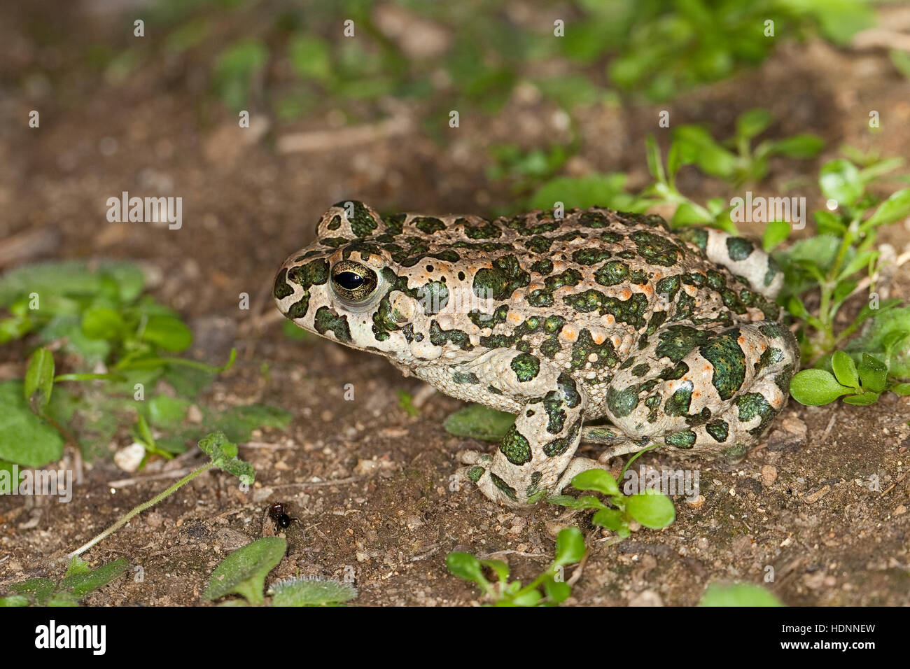 Wechselkröte, Wechsel-Kröte, Grüne Kröte, Bufo viridis, green toad Stock Photo