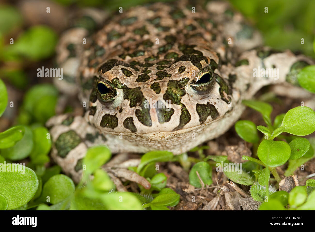 Wechselkröte, Wechsel-Kröte, Grüne Kröte, Bufo viridis, green toad Stock Photo