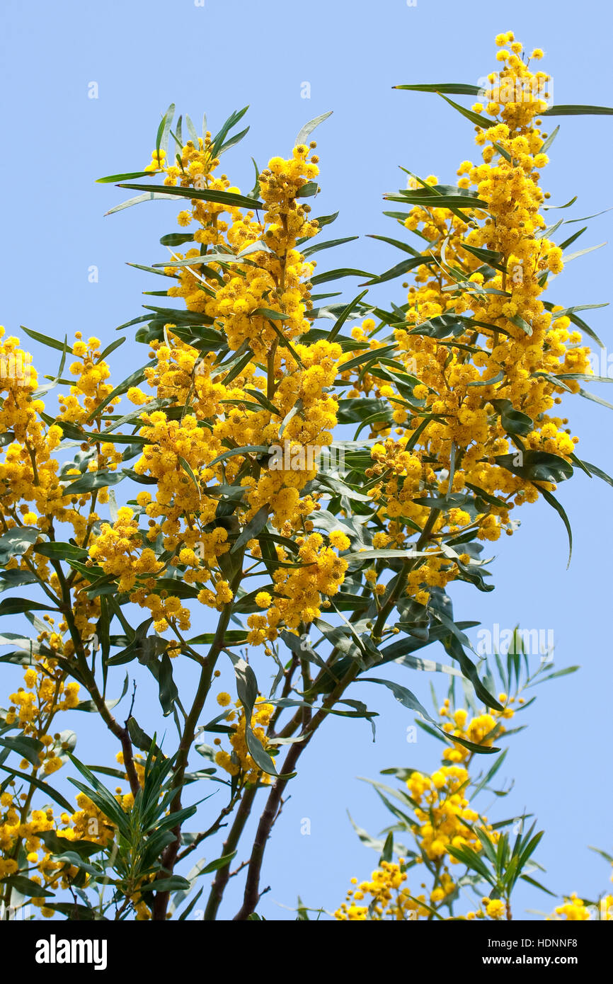 Weidenblatt-Akazie, Weidenblattakazie, Weidenblättrige Akazie, Weidenartige Akazie, Blaublättrige Akazie, Acacia saligna, coojong, golden wreath wattl Stock Photo