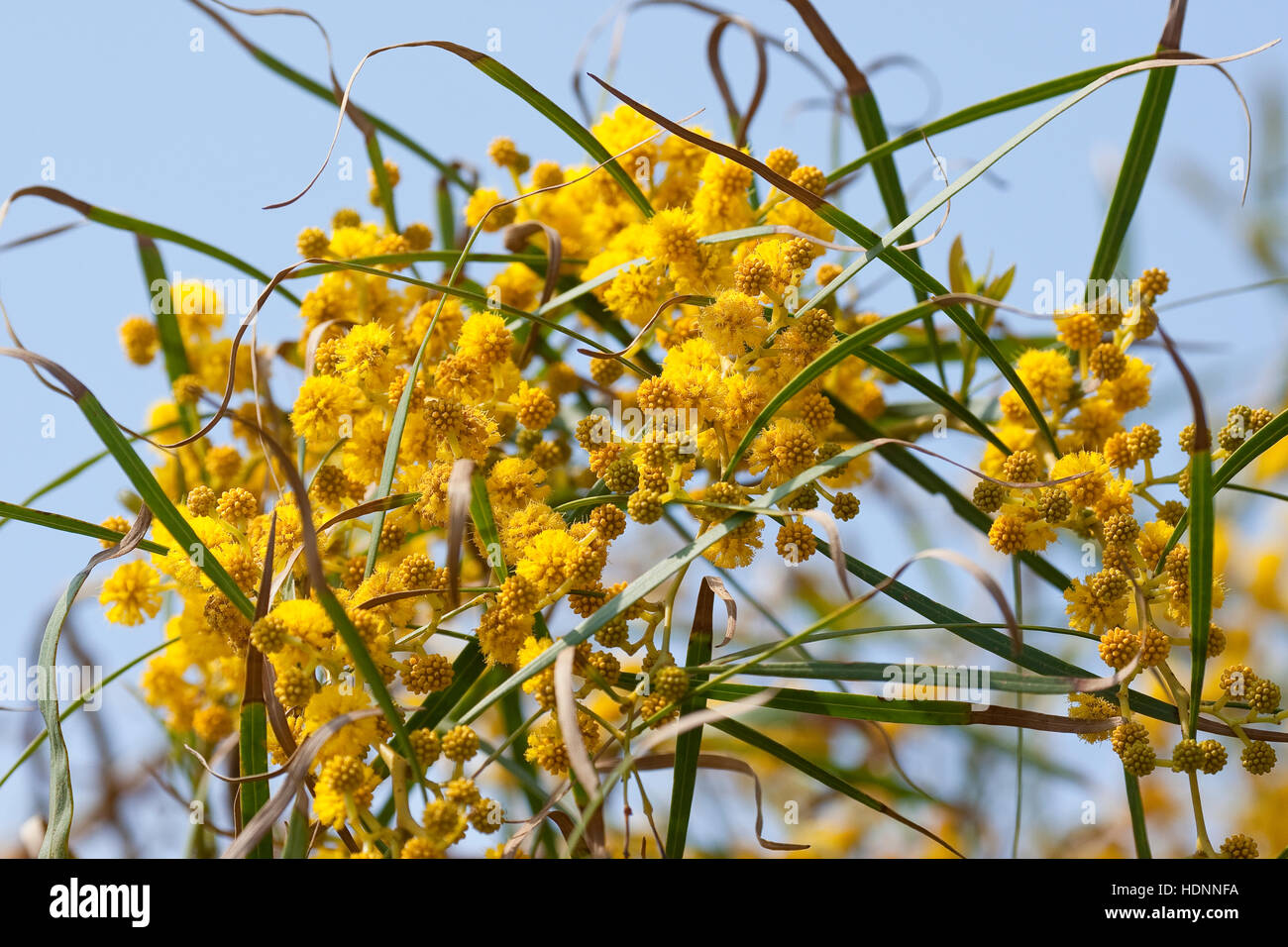 Weidenblatt-Akazie, Weidenblattakazie, Weidenblättrige Akazie, Weidenartige Akazie, Blaublättrige Akazie, Acacia saligna, coojong, golden wreath wattl Stock Photo