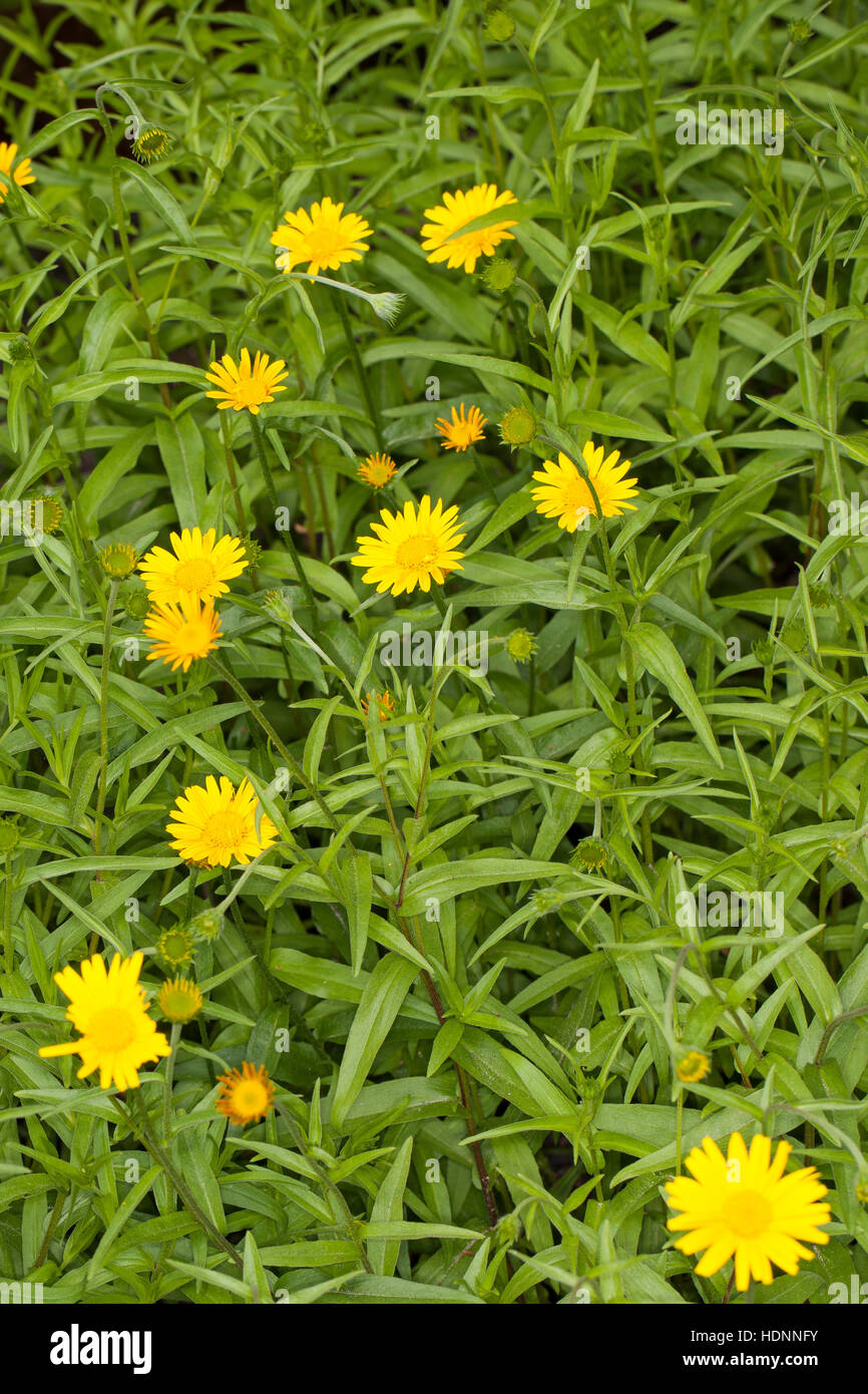 Weidenblatt-Ochsenauge, Weidenblättriges Ochsenauge, Rindsauge, Weidenblättriges Rindsauge, Gold-Margerite, Goldmargerite, Buphthalmum salicifolium, Y Stock Photo