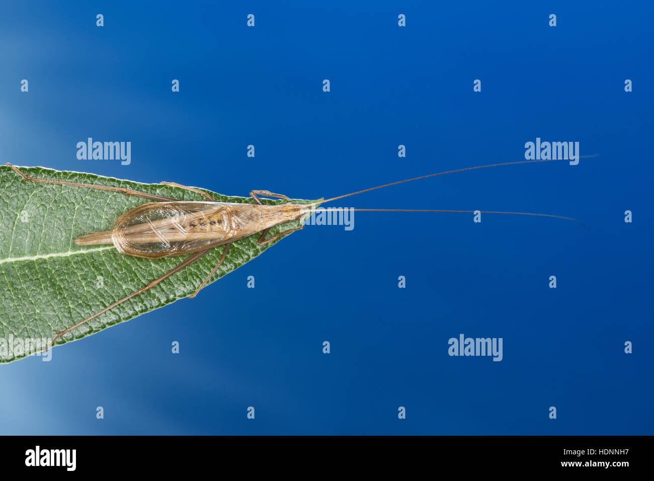 Weinhähnchen, Blütengrille, Männchen, Oecanthus pellucens, Italian Tree
