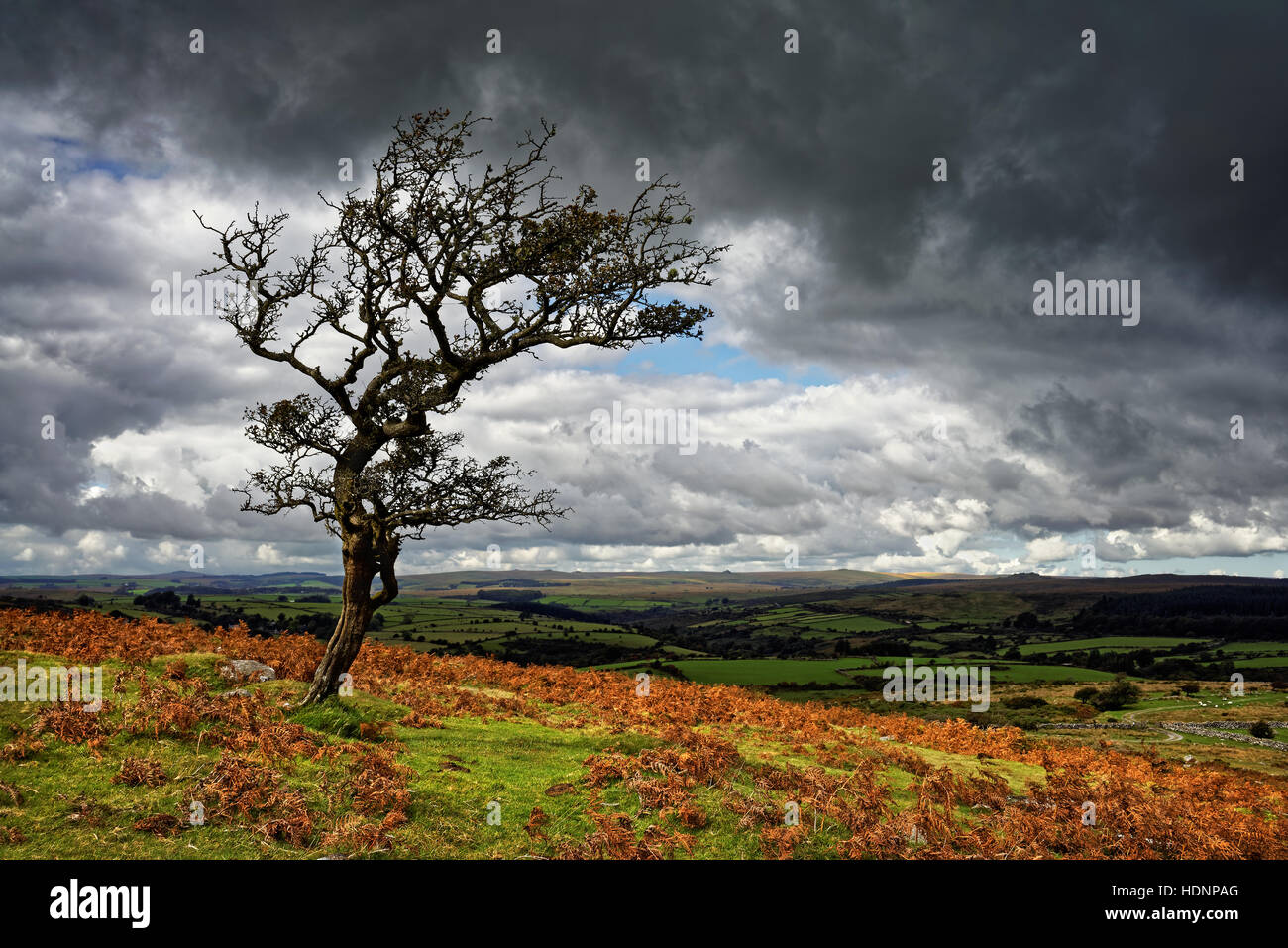 UK,Devon,Dartmoor,Lone Tree near Combestone Tor Stock Photo